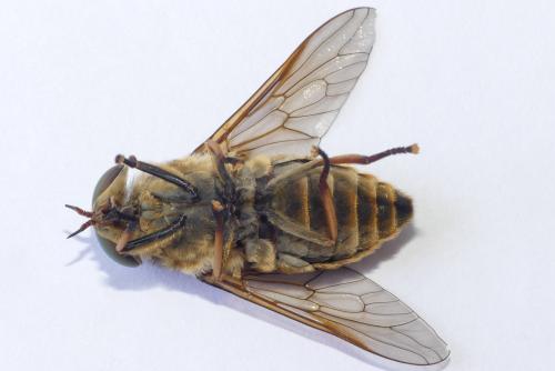Réf. 284 775 : Tabanus sudeticus